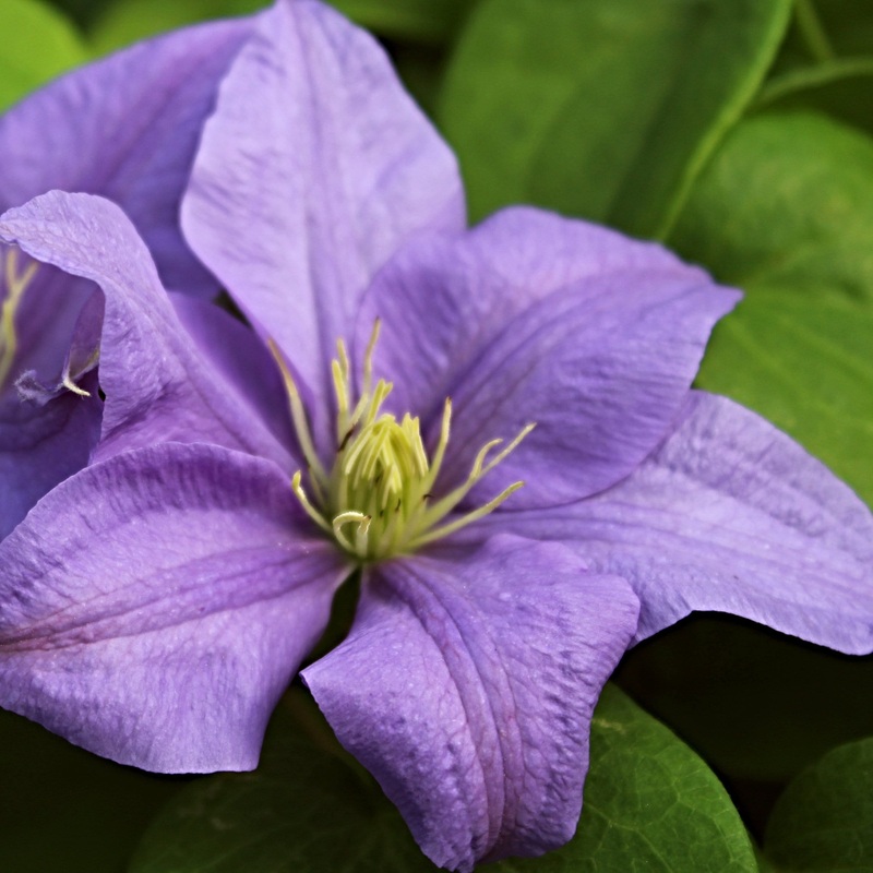 Clematis ‘Cezanne’ Plant on a 90cm Cane in a 3L Pot