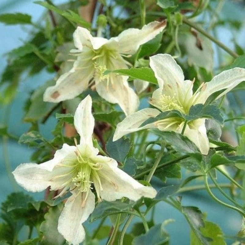 Clematis cirrhosa ‘Ourika Valley’ Plant on a 90cm Cane in a 3L Pot