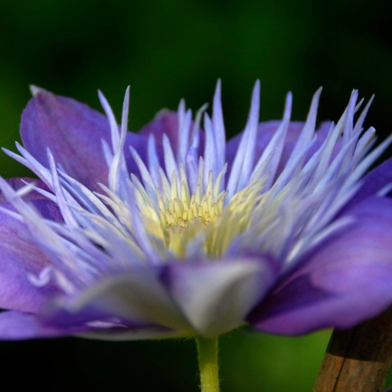 Clematis ‘Crystal Fountain’ Plant on a 90cm Cane in a 3L Pot