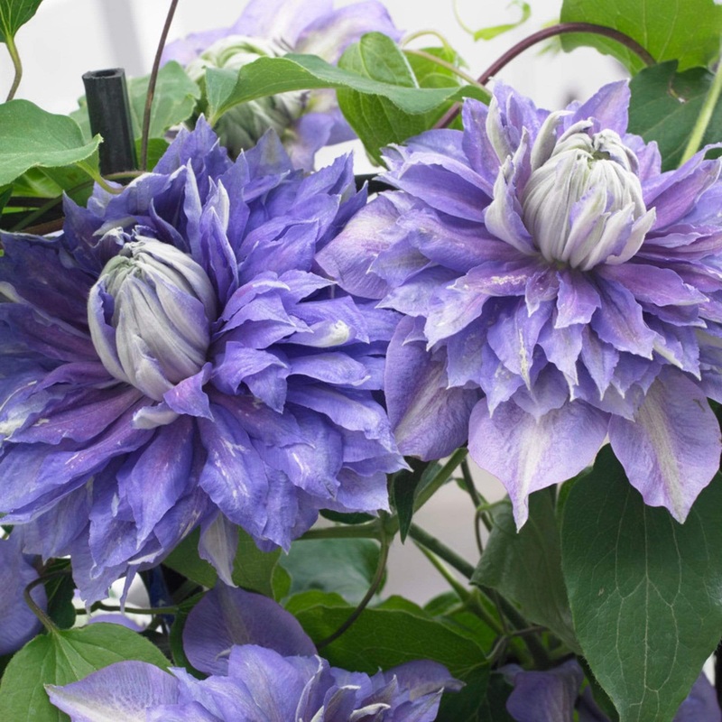 Clematis ‘Diamantina’ Plant on a 90cm Cane in a 3L Pot