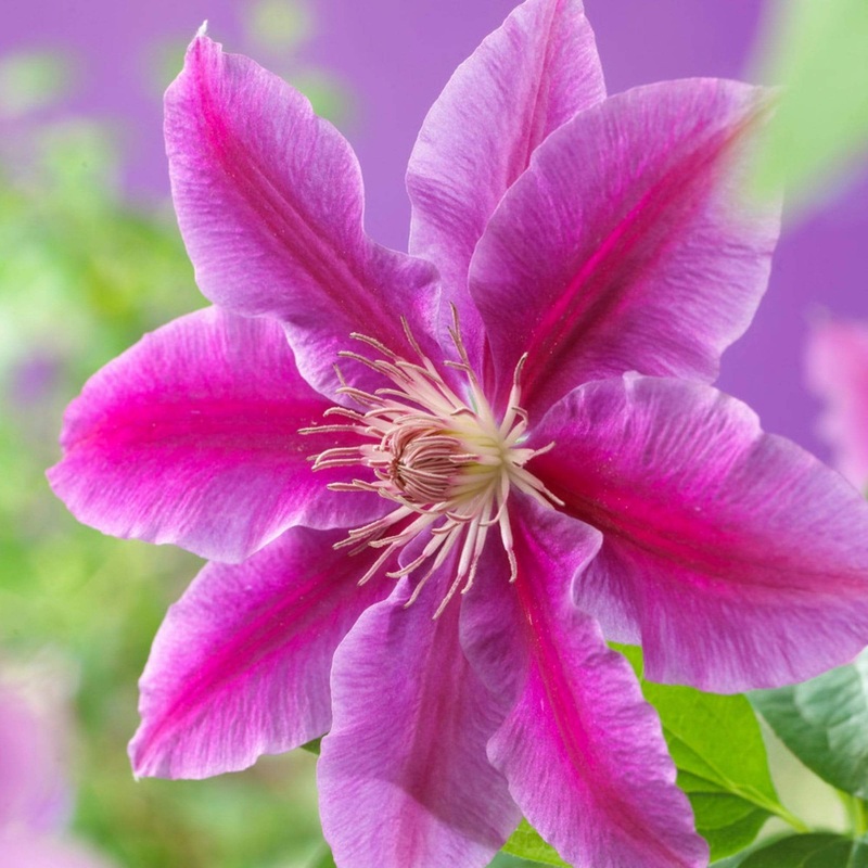 Clematis ‘Dr Ruppel’ Plant on a 90cm Cane in a 3L Pot