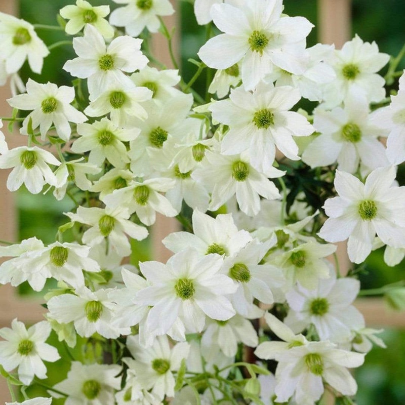 Clematis ‘Early Sensation’ Plant on a 90cm Cane in a 3L Pot