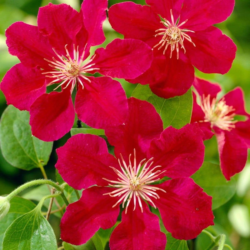 Clematis ‘Ernest Markham’ Plant on a 90cm Cane in a 3L Pot
