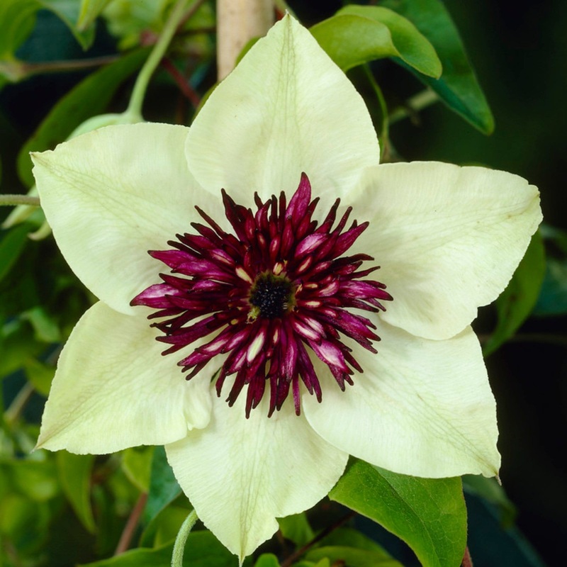 Clematis florida ‘Sieboldii’ Plant on a 90cm Cane in a 3L Pot