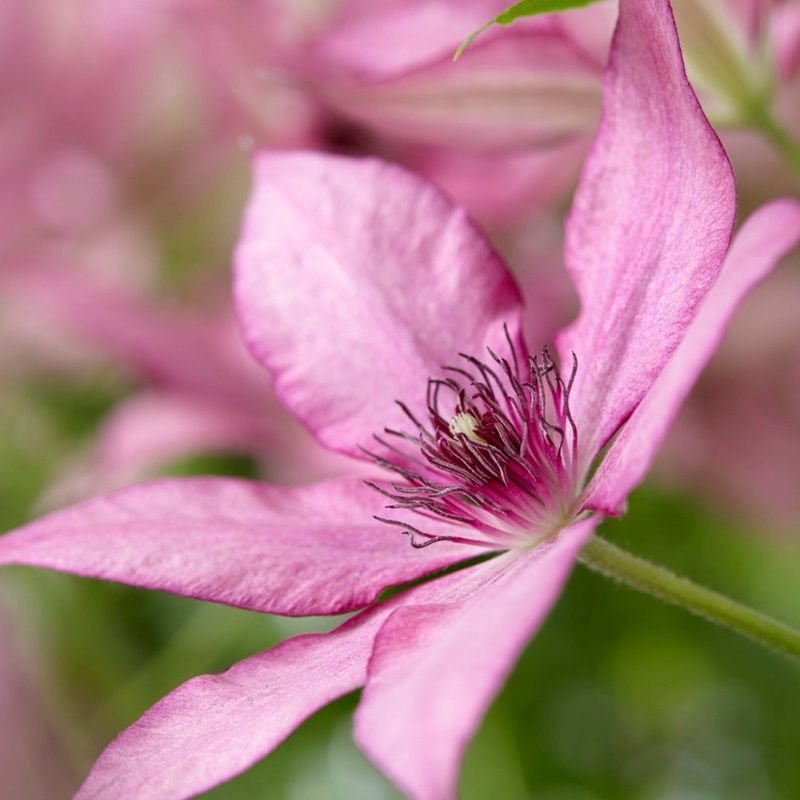 Clematis ‘Giselle’ Plant on a 90cm Cane in a 3L Pot