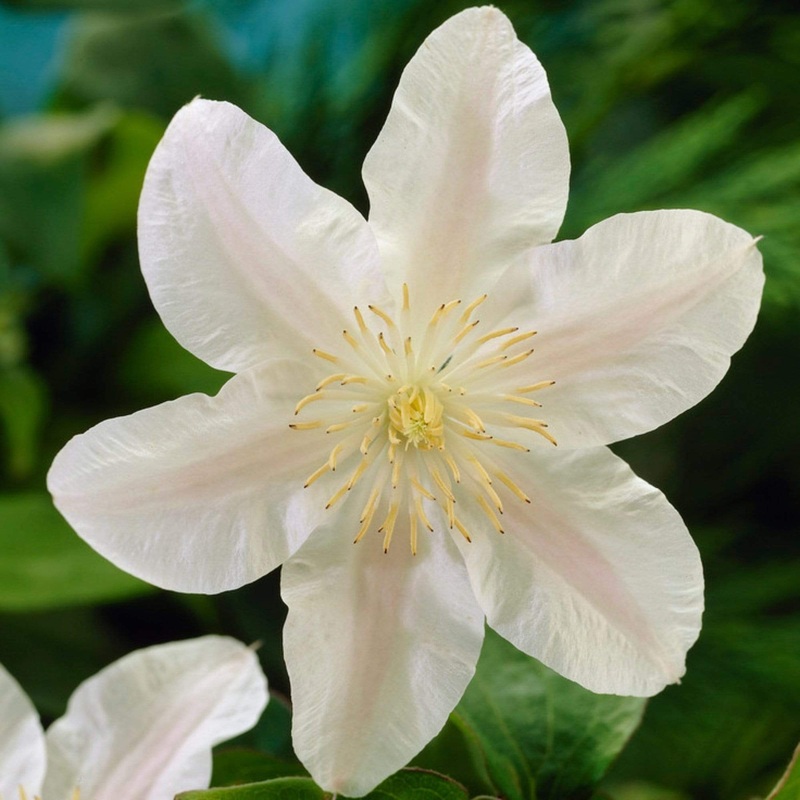 Clematis ‘Guernsey Cream’ Plant on a 90cm Cane in a 3L Pot