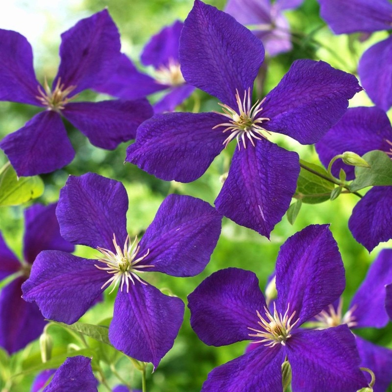 Clematis jackmanii ‘Superba’ Plant on a 90cm Cane in a 3L Pot
