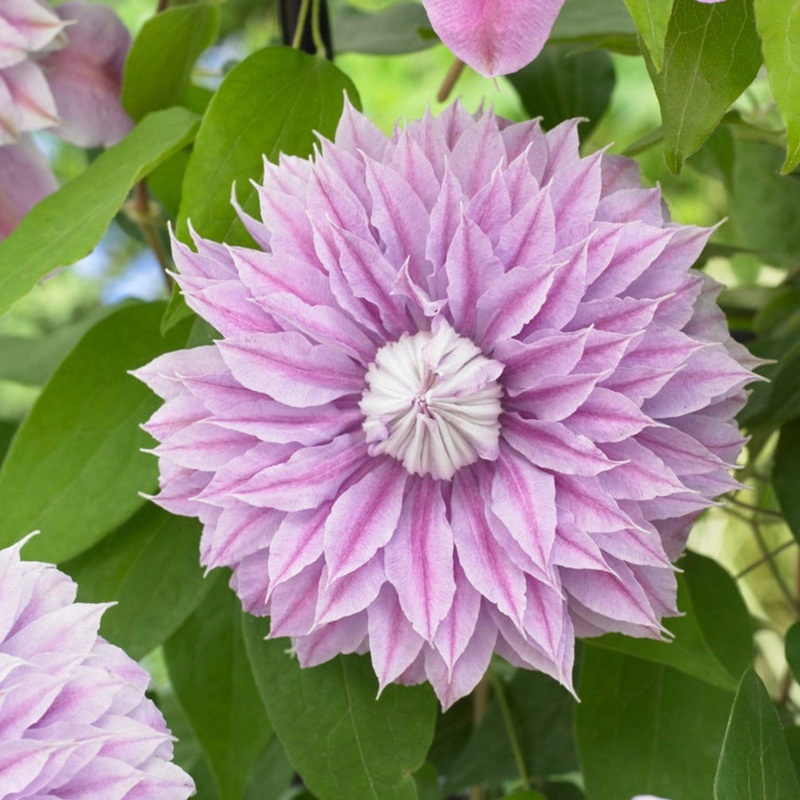 Clematis ‘Josephine (Evijohill)’ Plant on a 90cm Cane in a 3L Pot