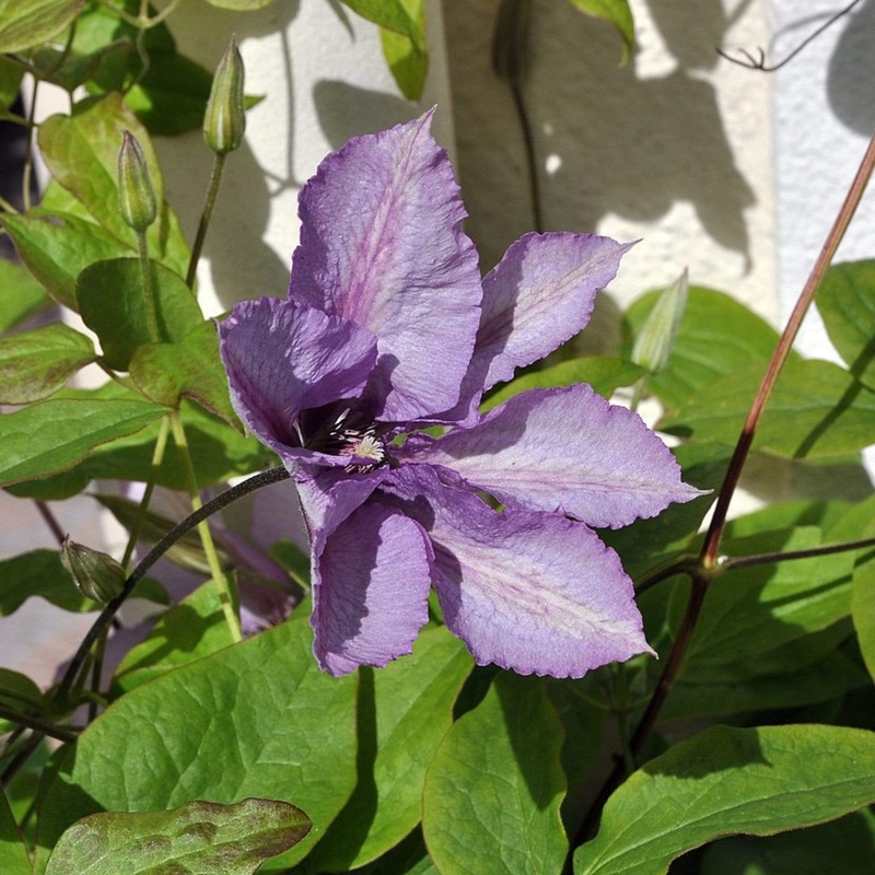 Clematis ‘Margaret Hunt’ Plant on a 90cm Cane in a 3L Pot