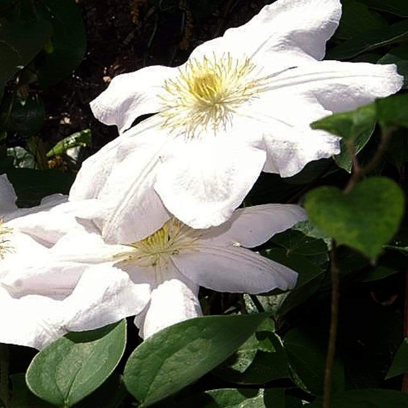 Clematis ‘Marie Boisselot’ Plant on a 90cm Cane in a 3L Pot
