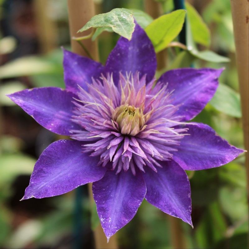Clematis ‘Multi-Blue’ Plant on a 90cm Cane in a 3L Pot