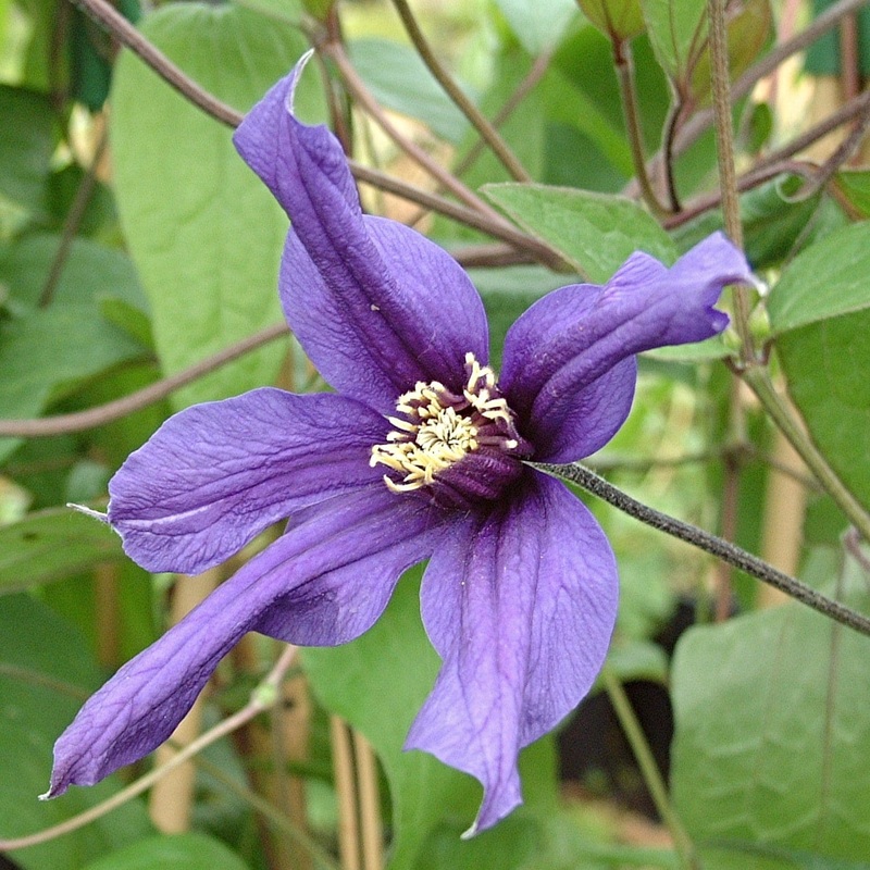 Clematis ‘Petit Faucon’ Plant on a 90cm Cane in a 3L Pot