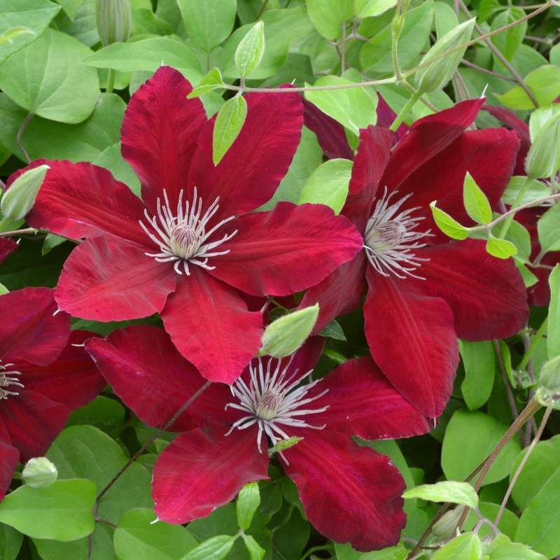 Clematis ‘Rebecca’ Plant on a 90cm Cane in a 3L Pot