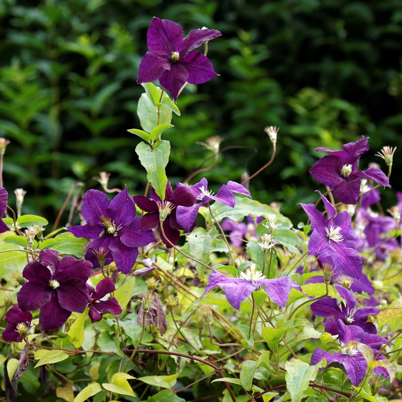 Clematis viticella ‘toile Violette’ Plant on a 90cm Cane in a 3L Pot