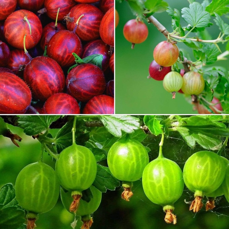 Complete Gooseberry Collection | Red & Green 3 Plants in 3L Pots