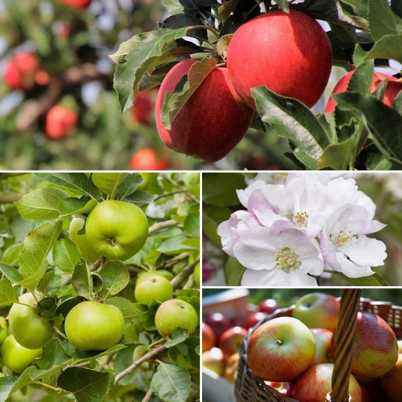 Cross-Pollinating Apple Collection | Bramley, Gala & James Grieve 3 Trees in 9L Pots
