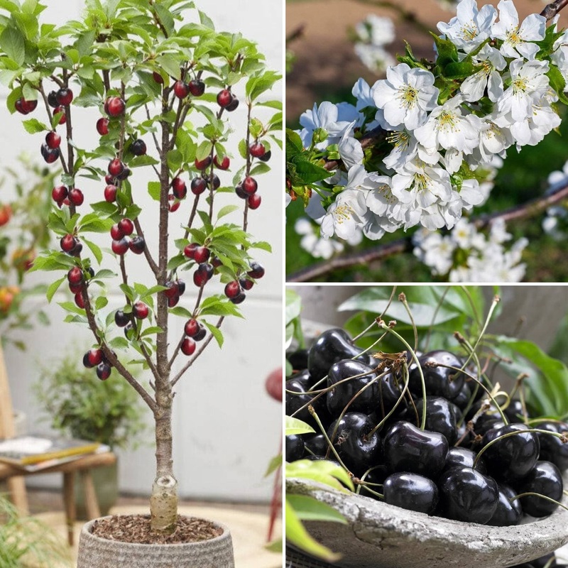 Cross-Pollinating Cherry Collection | Kordia, Summer Sun & Sweetheart 3 Trees in 9L Pots