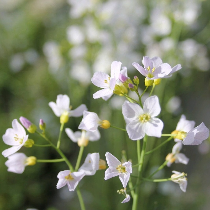 Cuckoo Flower | Cardamine pratensis Plant in a 1L Aquatic Pot