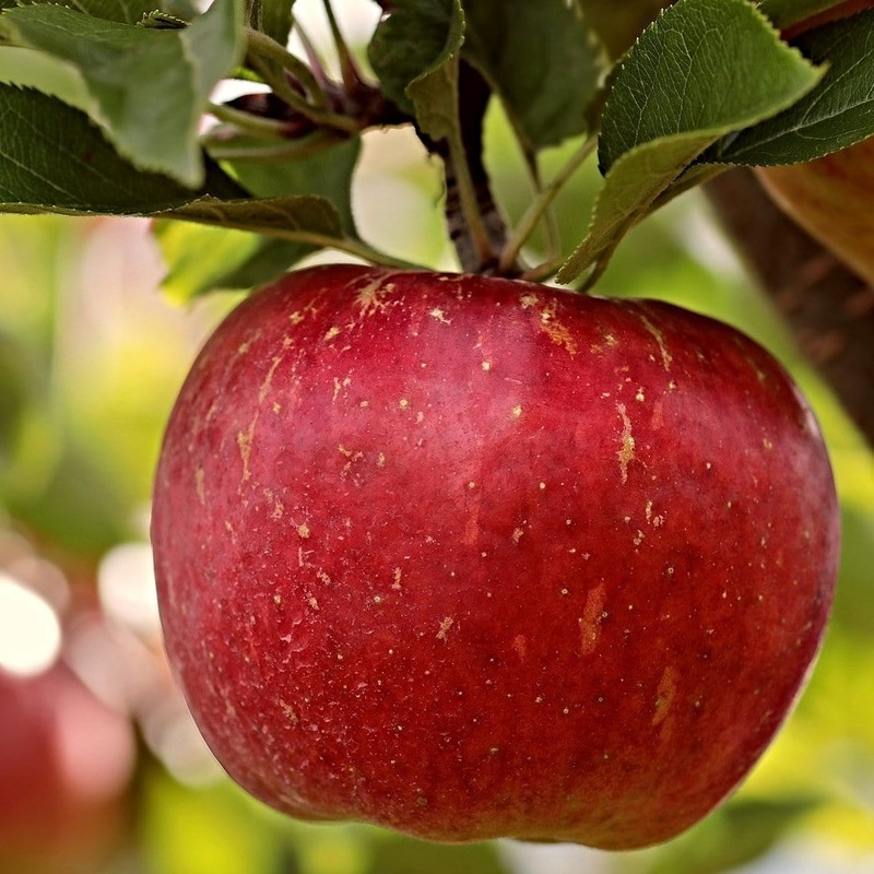 ‘Dabinett’ Cider Apple Tree 2 Year Old Tree in a 9L Pot