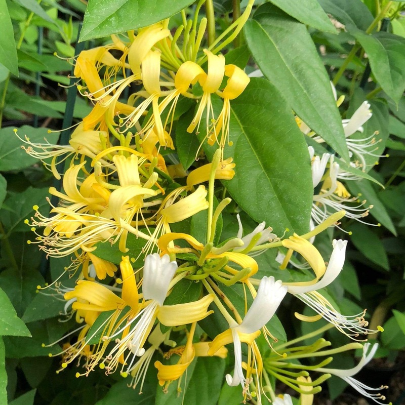 Delavay Honeysuckle | Lonicera similis ‘Delavayi’ Plant on a 90cm Cane in a 3L Pot