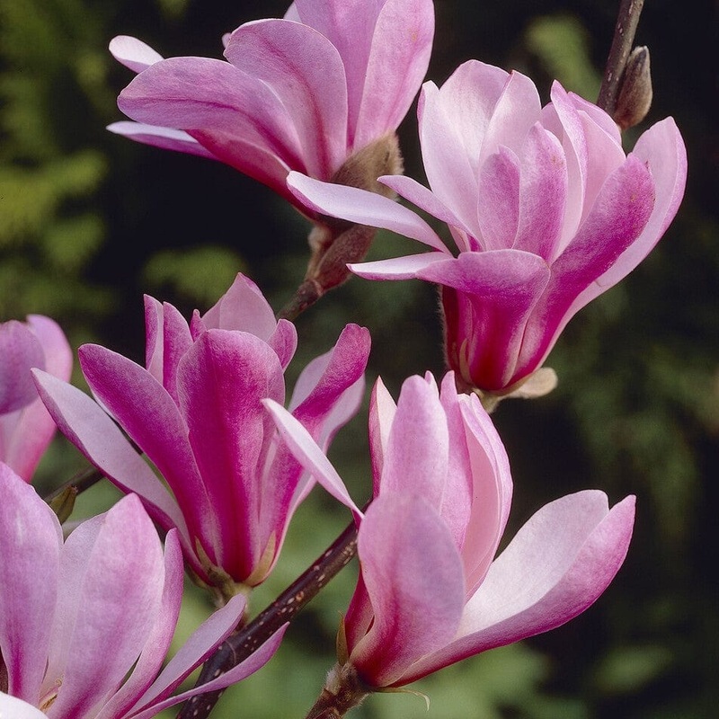 Dwarf Purple Magnolia Tree | Magnolia ‘Susan’ Tree in a 4.5L Pot