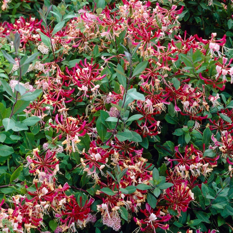 Early Dutch Honeysuckle | Lonicera periclymenum ‘Belgica’ Plant on a 90cm Cane in a 3L Pot