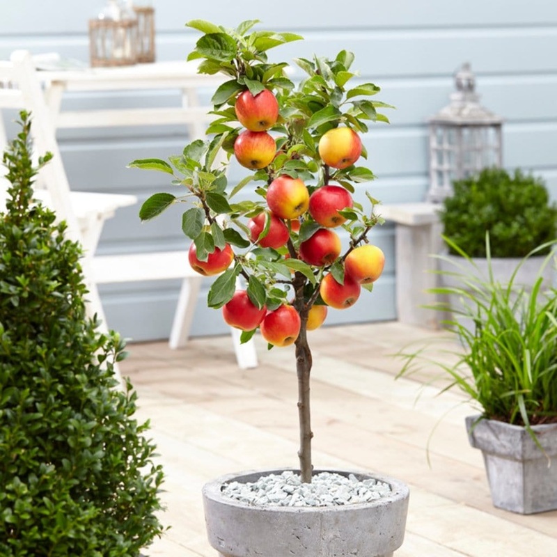‘Ecolette’ Patio Apple Tree Patio Tree in a 4.5L Pot