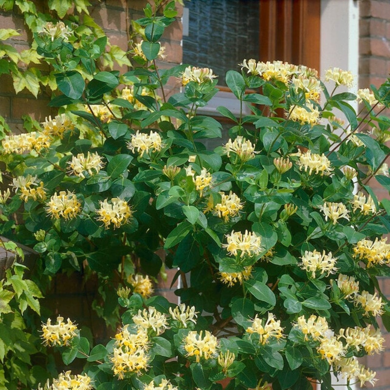 European Honeysuckle | Lonicera periclymenum ‘G.S. Thomas’ Plant on a 90cm Cane in a 3L Pot