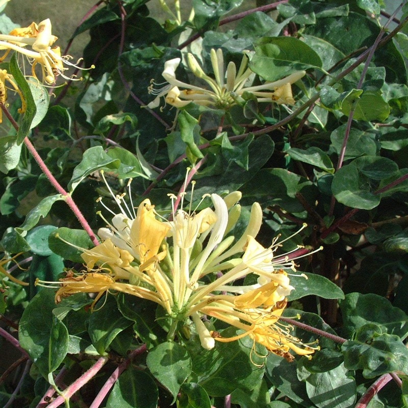 European Honeysuckle | Lonicera periclymenum ‘Sweet Sue’ Plant on a 90cm Cane in a 3L Pot