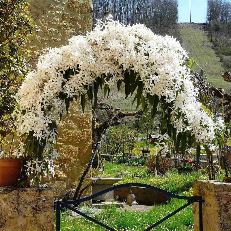 Evergreen Clematis | Clematis armandii Plant on a 90cm Cane in a 3L Pot