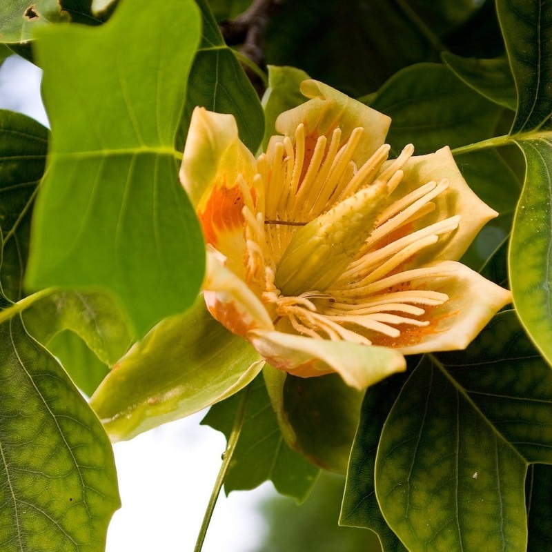 Fastigiate Tulip Tree | Liriodendron tulipifera ‘Fastigiatum’ 2 Year Old Tree in a 9L Pot