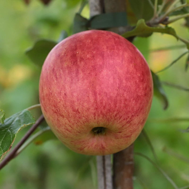 ‘Fortune’ Apple Tree 2 Year Old Tree in a 9L Pot