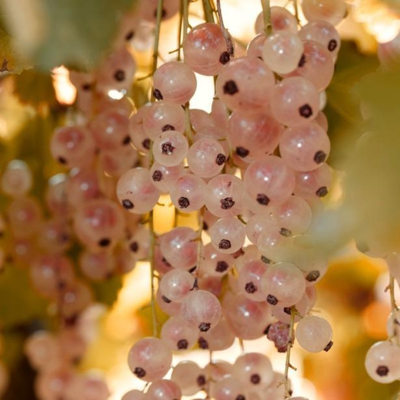 ‘Gloire de Sablons’ Pink Currant Plant Plant in a 3L Pot