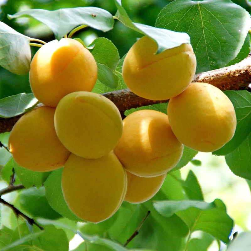 ‘Golden Glow’ Apricot Tree 1 Year Old Tree in a 9L Pot