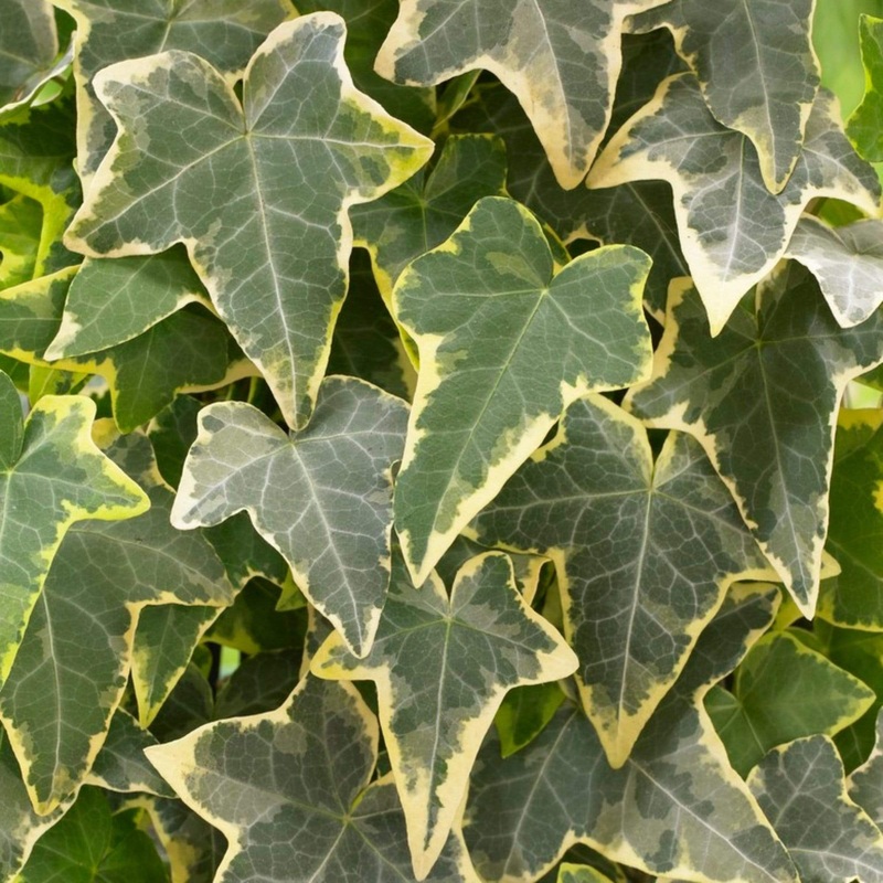 Golden Variegated Ivy | Hedera helix ‘Goldchild’ Plant on a 90cm Cane in a 3L Pot