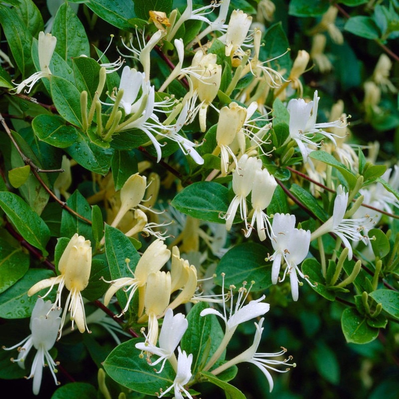 Hall’s Japanese Honeysuckle | Lonicera japonica ‘Halliana’ Plant on a 90cm Cane in a 3L Pot