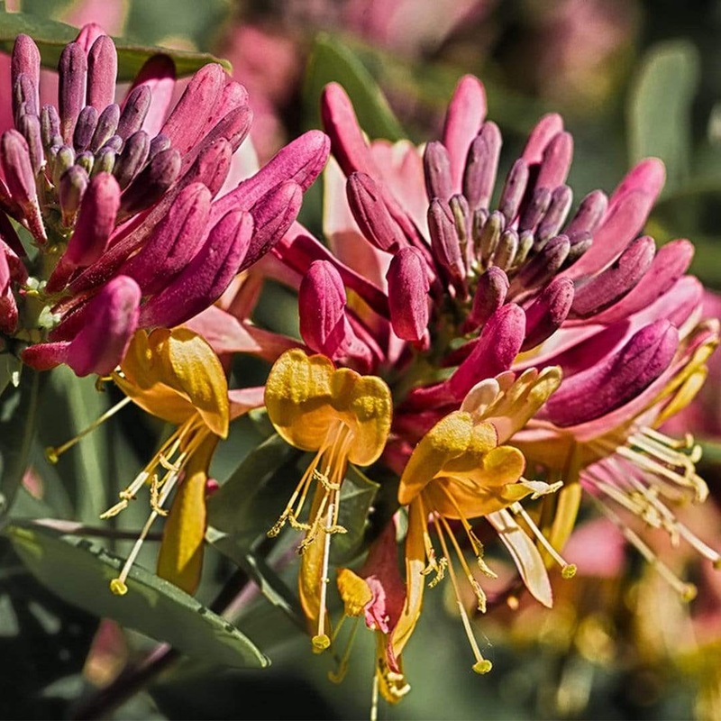 Henry’s Honeysuckle | Lonicera henryi Plant on a 90cm Cane in a 3L Pot