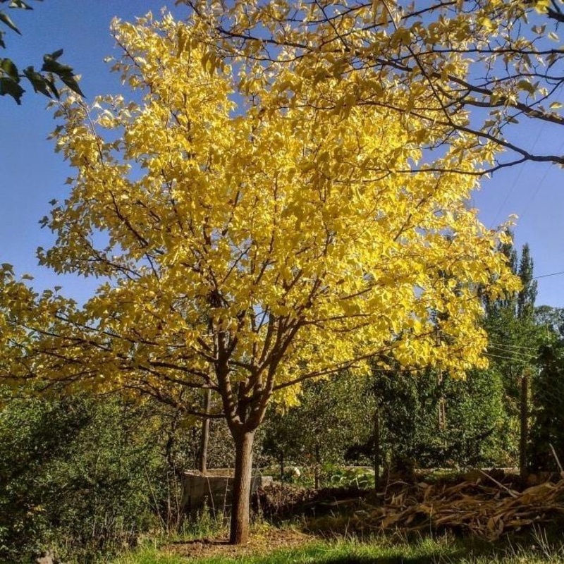 Honeylocust Tree | Gleditsia triacanthos ‘Sunburst’ Tree in a 3L Pot
