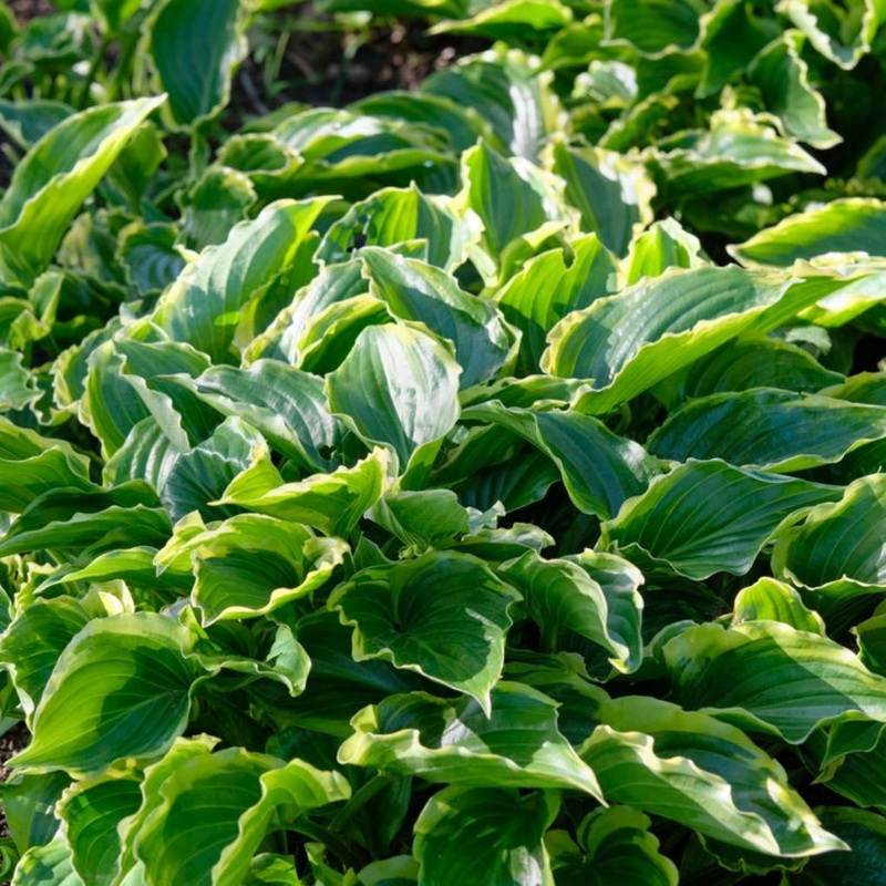 Hosta ‘Sugar & Spice’ Premium Plant in a 3L Pot
