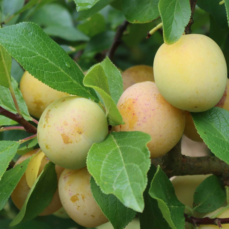 ‘Imperial Gage’ Plum Tree 2 Year Old Tree in a 9L Pot