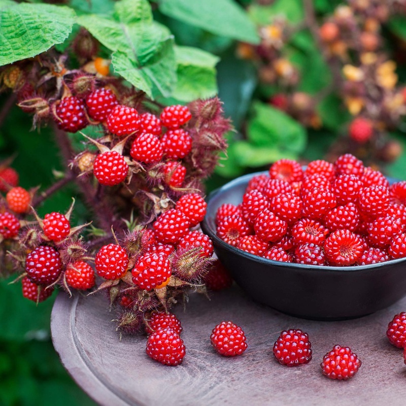 Japanese Wineberry Plant Plant in a 2L Pot