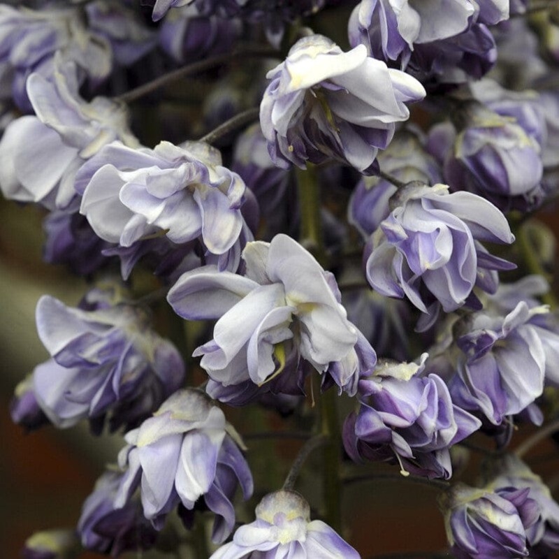 Japanese Wisteria | Wisteria floribunda ‘Black Dragon’ Grafted Plant in a 2L Pot