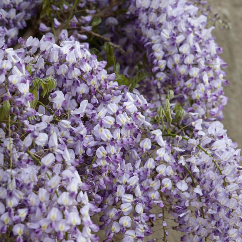 Japanese Wisteria | Wisteria floribunda Grafted Plant on a 90cm Cane in a 3L Pot