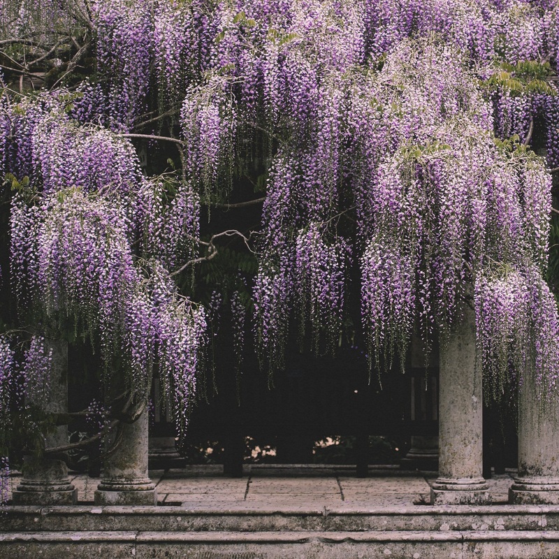 Japanese Wisteria | Wisteria floribunda ‘Multijuga’ Grafted Plant in a 2L Pot