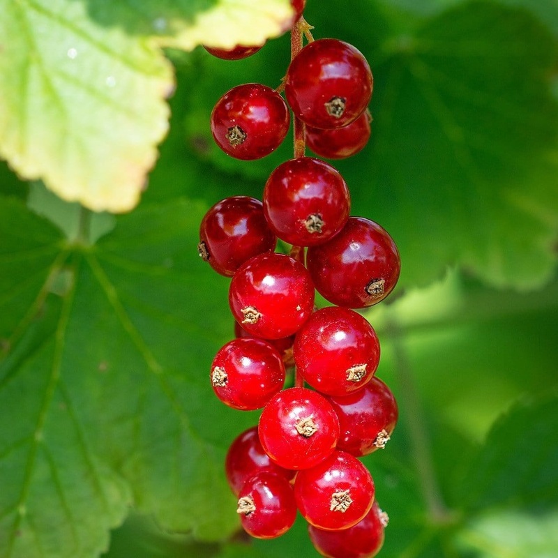 ‘Jonkheer van Tets’ Redcurrant Plant Plant in a 3L Pot