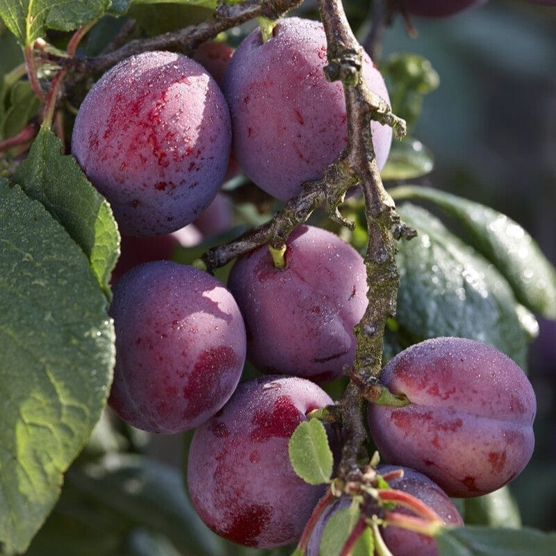 ‘Jubilee’ Plum Tree Patio Tree in a 4.5L Pot