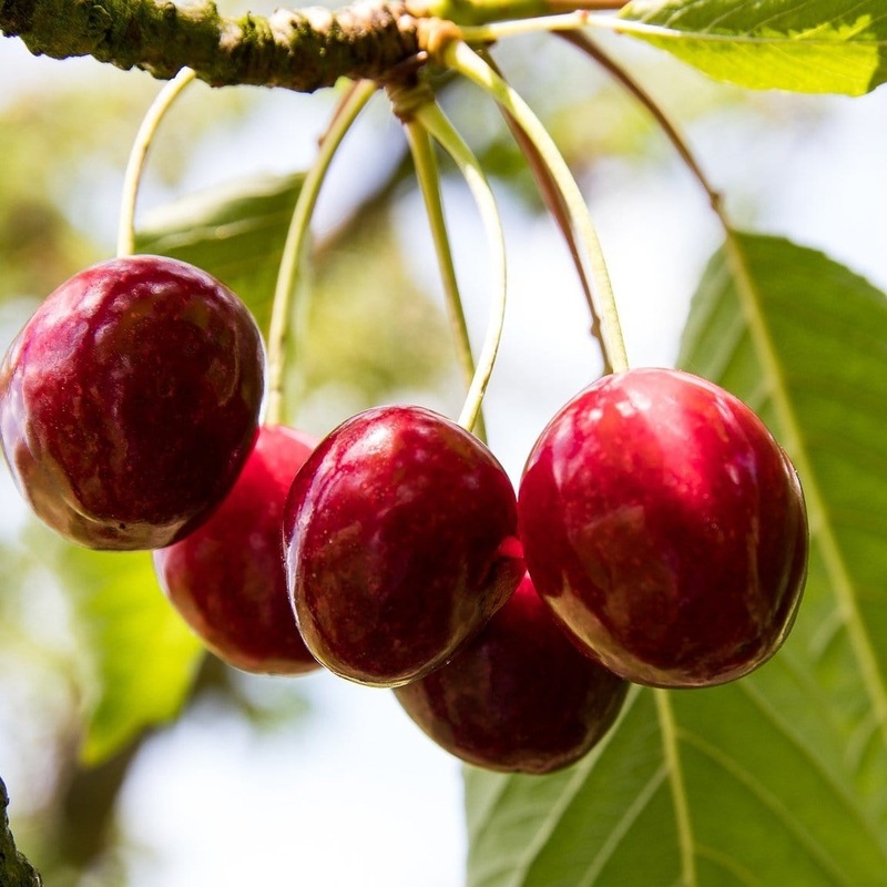 ‘Karina’ Cherry Tree 2 Year Old Tree in a 9L Pot