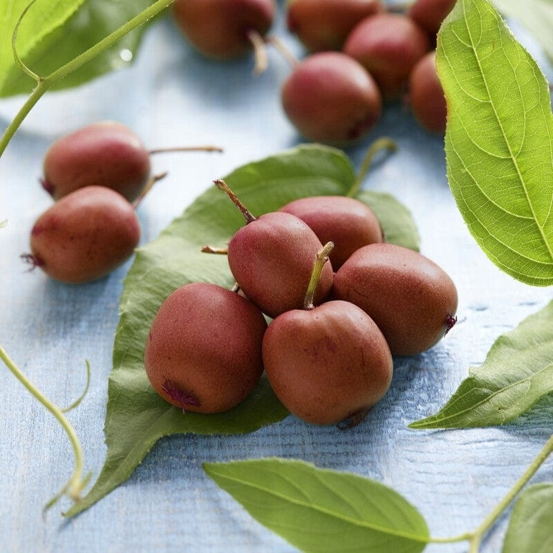 ‘Ken’s Red’ Hardy Kiwi Plant Plant on a 90cm Cane in a 3L Pot