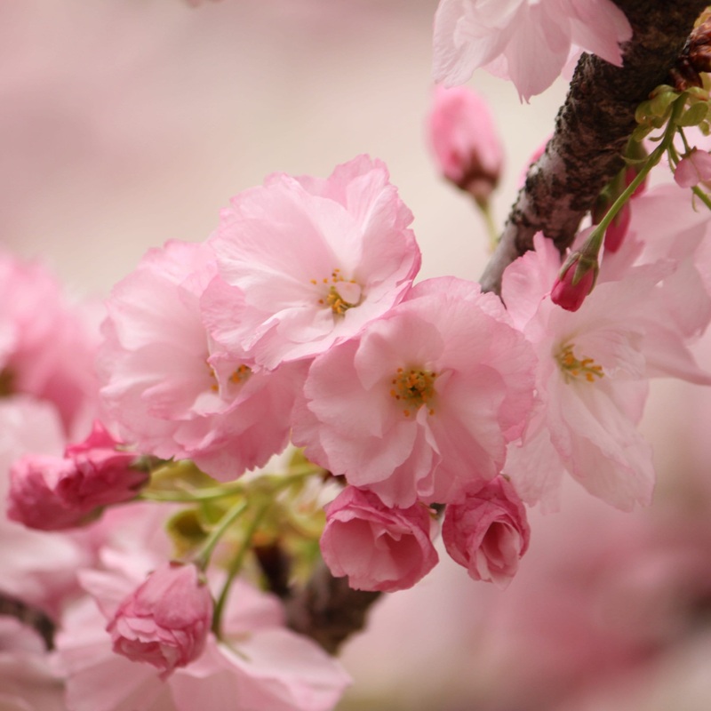 ‘Kurilensis Ruby’ Cherry Blossom Tree | Prunus nipponica 2 Year Old Tree in a 9L Pot
