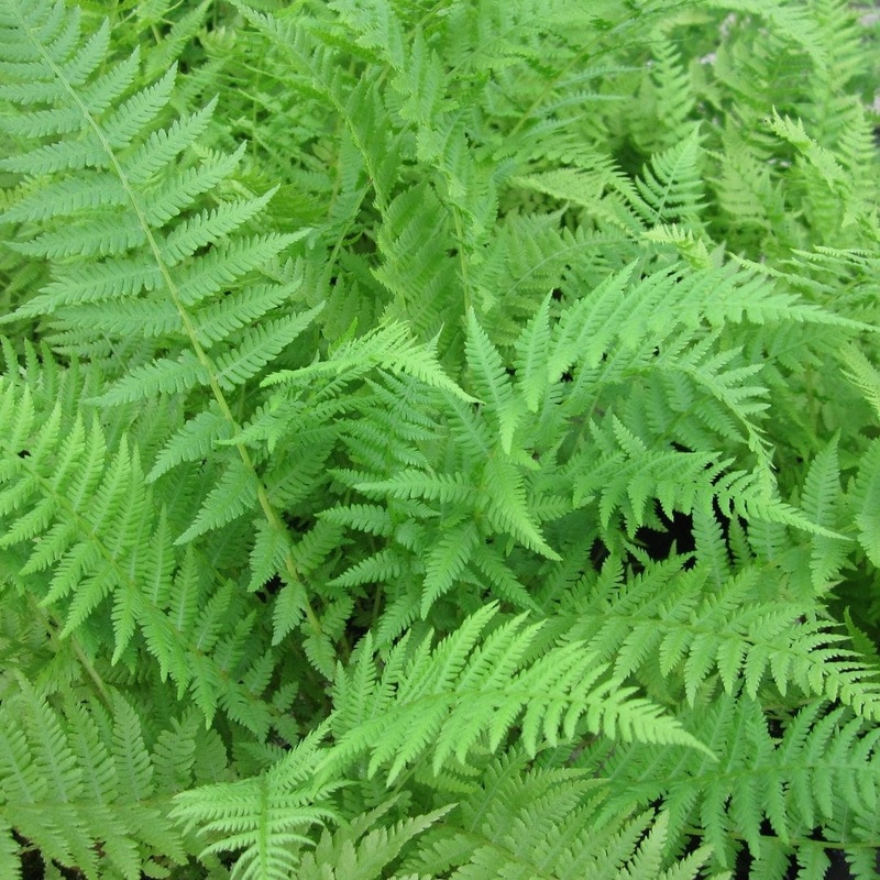 Lady Fern | Athyrium filix femina 3 Plants in 9cm Pots